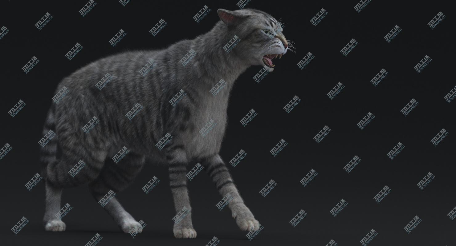 images/goods_img/202105072/Cat (Mackerel Tabby)RIGGED 3D model/3.jpg